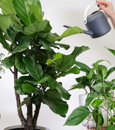 Ficus lyrata Fiddle Leaf Fig Tree being watered