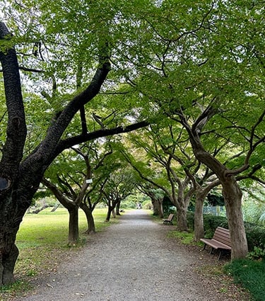 jardins botaniques de Koishikawa à Tokyo
