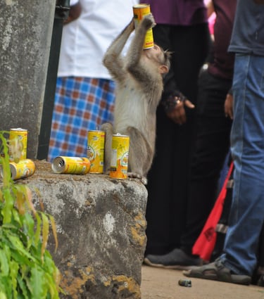 monkey at the Periyar Tiger reserve, near Kumily , India