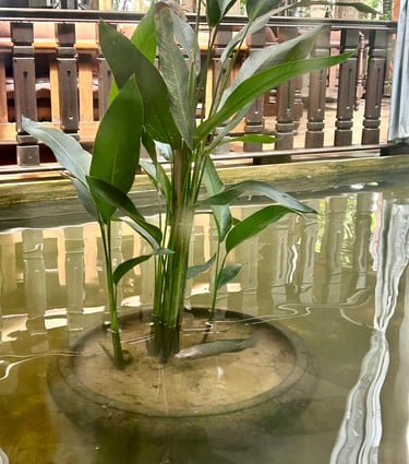 fish-stuck-in-the-pond-cambodia-breaking-free