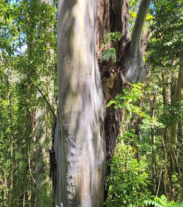 Rainbow eucalyptus