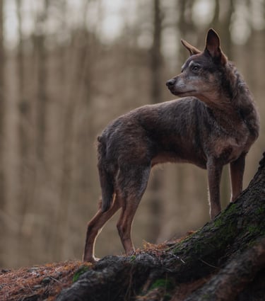 A brown dog standing on a tree pet photography in Wakefield