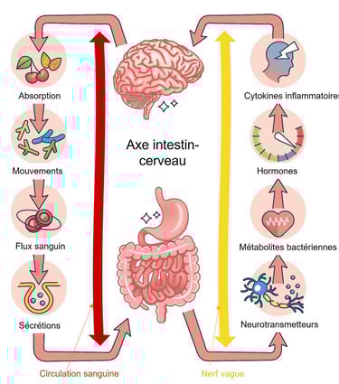 axe intestin cerveau