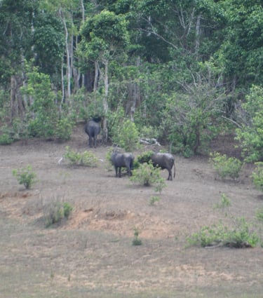 eliphants at the Periyar Tiger reserve, near Kumily , India