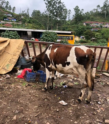 cow at munnar, Kerala, Indida