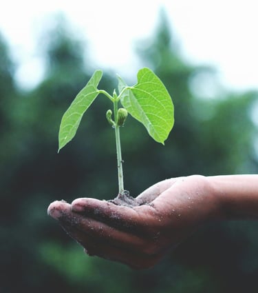 Hand houdt een klein plantje vast, symbool voor vertrouwen, zorg en groei in relaties.