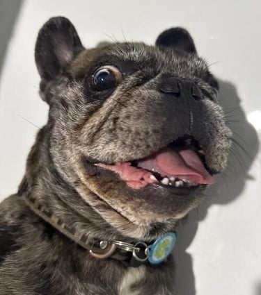 Un feliz Bulldog Francés atigrado con la boca abierta y la lengua afuera mirando a la cámara.