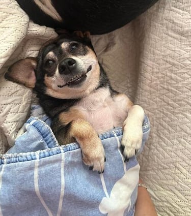 Un pequeño perro negro y marrón sonriendo mientras está acurrucado en la cama con una manta azul.