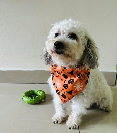 Caniche blanco de juguete con un pañuelo naranja de Halloween con calabazas y calaveras