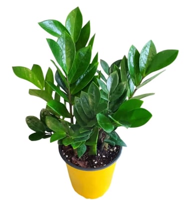 ZZ plant (Zamioculcas zamiifolia) thriving in balanced houseplant soil mix designed for everyday 