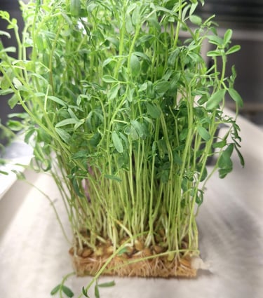 Fresh green lentil sprouts growing from seeds and roots in a compact microgreen tray.