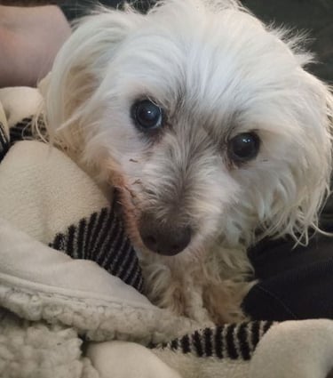 We provide lots of cuddles and lap time at Dogs at Home Away From Home.