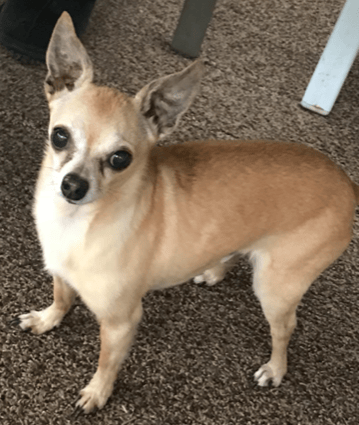 Dogs at Home Away From Home is here for you and your furry loved one.