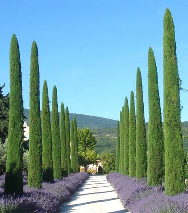 paysage de Provence