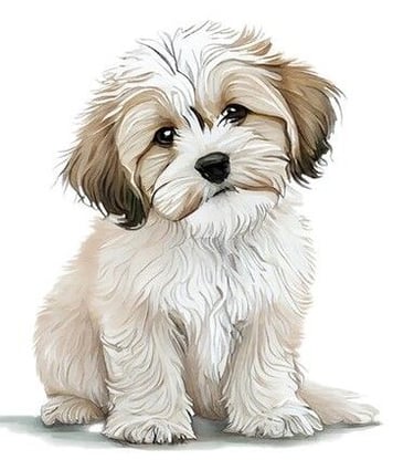 A MalShi Puppy sitting on a white background
