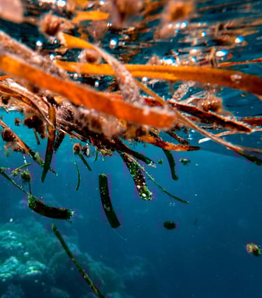 Kelp seaweed used to make seaweed extract