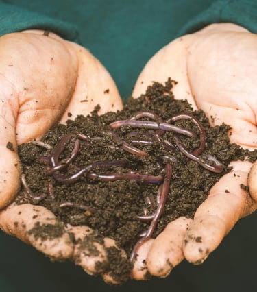 Worm castings with live worms