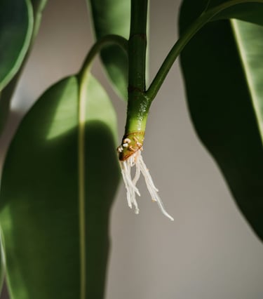Cutting with new roots