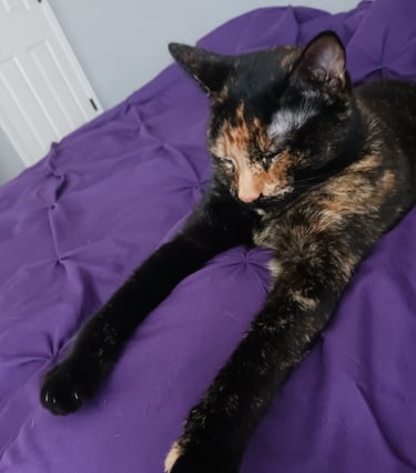 Beetle loves to stretch her front paws