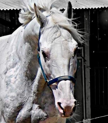 stallion etalon cross contry pur sang arabe