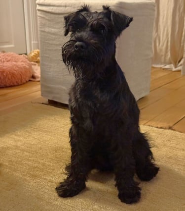 Altesse Violette des Diamants Noirs d'Also