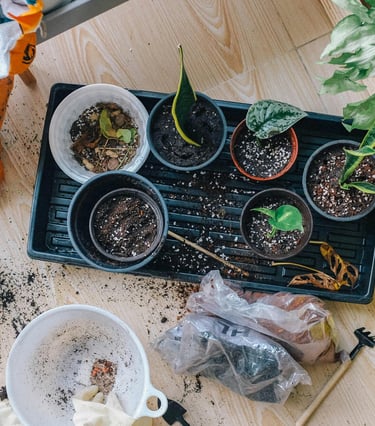 Houseplant cuttings of various species
