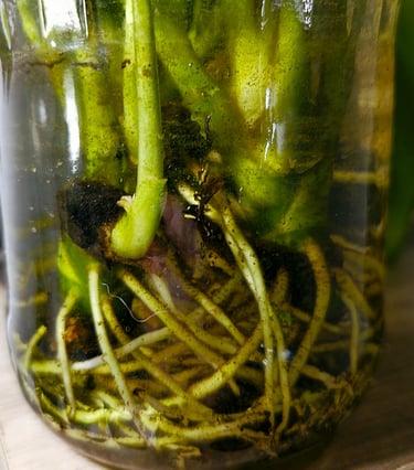 Aglaonema Maria Stem Cuttings Rooting In Water