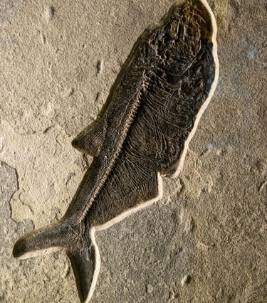 Fish skeleton