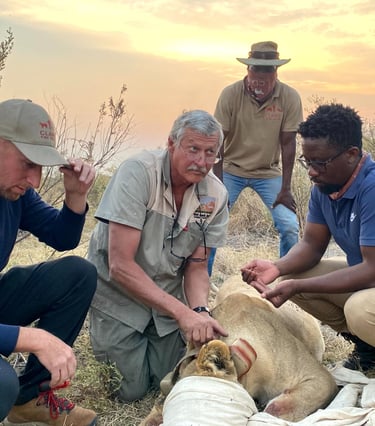Dr Erik and the research team placing a satellite tracking collar on an immobilized lioness