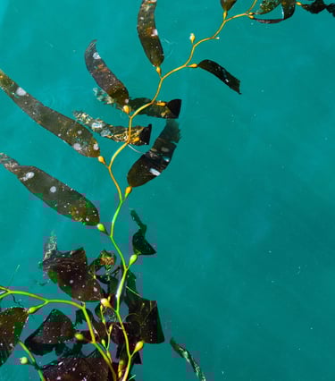 Kelp seaweed