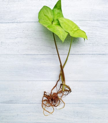 Cutting with good healthy roots