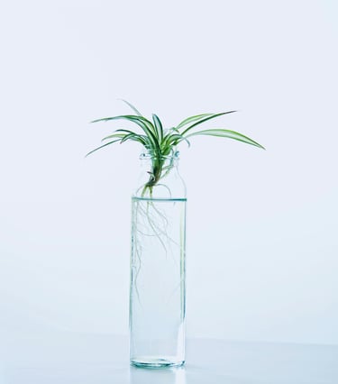 Spider Plant pup rooting in water