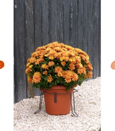 stabilisateur de pot tombe, évite plante cimetiere de tomber