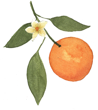 orange with green leaves and orange blossom