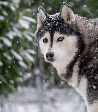 Un Husky sous la neige