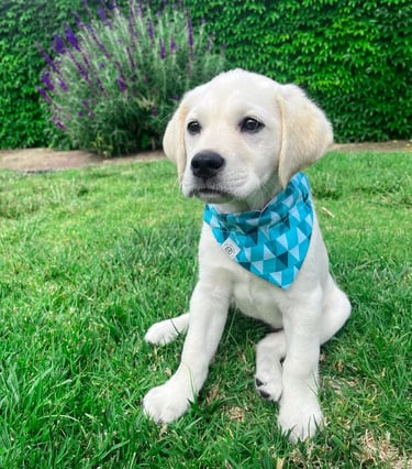 Labrador Retriever Puppies for Sale