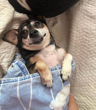 Un pequeño perro negro y marrón sonriendo mientras está acurrucado en la cama con una manta azul.