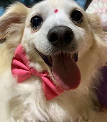 Un perro blanco de pelo largo y feliz con un corbatín rosa y un pequeño accesorio rosado sonriendo
