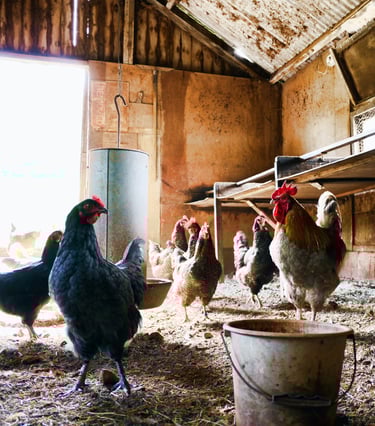 livestock farming producing methane