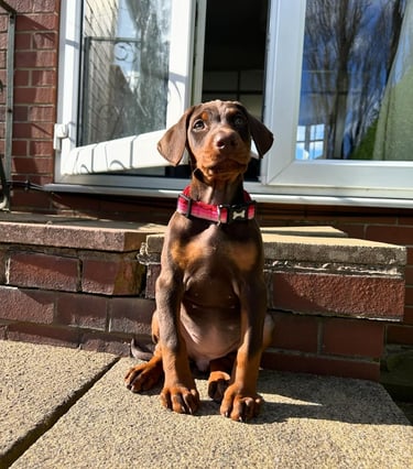 Doberman Puppies for Sale