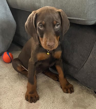 Doberman Puppies for Sale