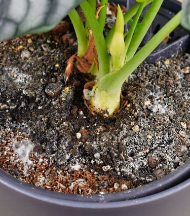 close up of white mold growing on houseplant soil after using mosquito bits