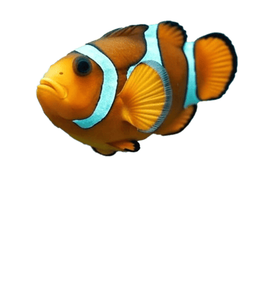 Poisson clown gite chez claudia