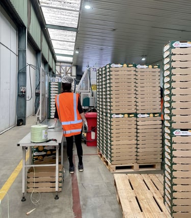Pallets de cajas para kiwis zespri en Nueva Zelanda