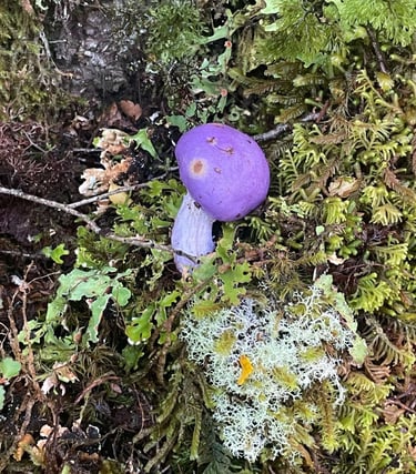 Seta en el camino a Brewster Hut