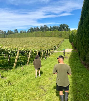 Trabajando en una orchard de kiwi en Nueva Zelanda
