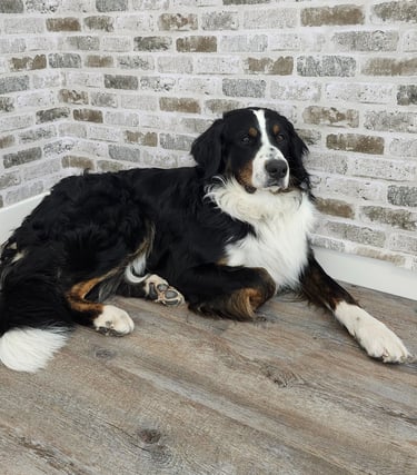 a dog is laying on the floor in front of a brick wall