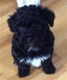 cute black and white puppy standing on a wooden floor