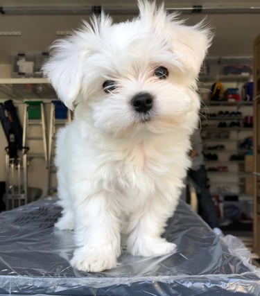 White Maltipoos