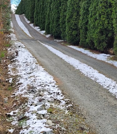 picture of gravel driveway with a small amount of snow with cedar hedges along one side